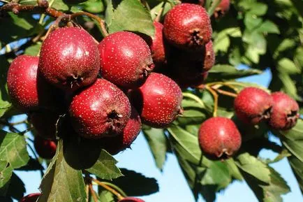 Crataegus aestivalis - на младоженеца в градината