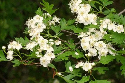 Crataegus aestivalis - на младоженеца в градината