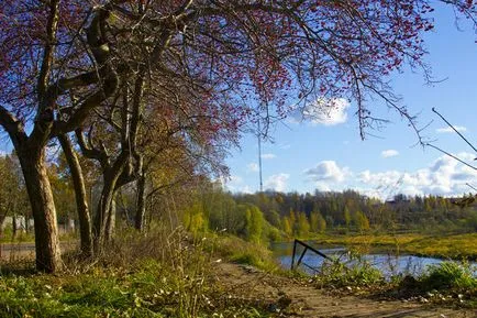 Crataegus aestivalis - на младоженеца в градината