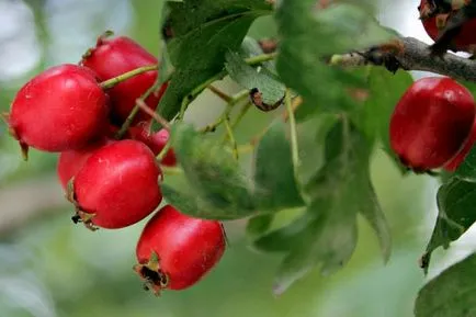 Crataegus aestivalis - на младоженеца в градината