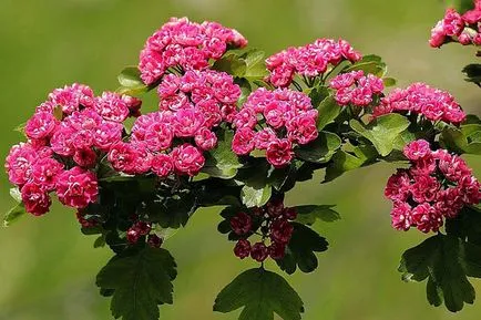 Crataegus aestivalis - на младоженеца в градината