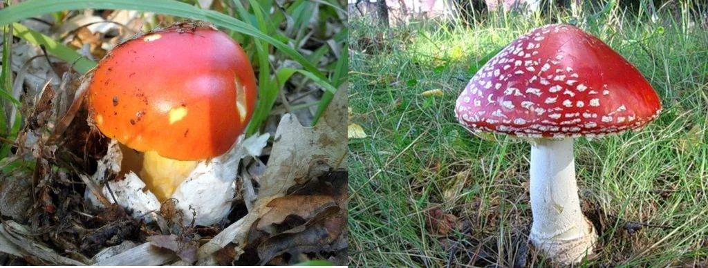 Amanita Cezareea (ciuperci regală, o ciupercă comestibilă) - descriere, fotografie