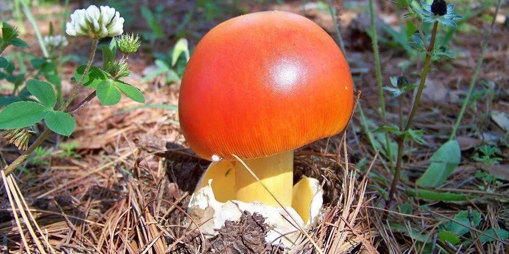 Amanita Cezareea (ciuperci regală, o ciupercă comestibilă) - descriere, fotografie