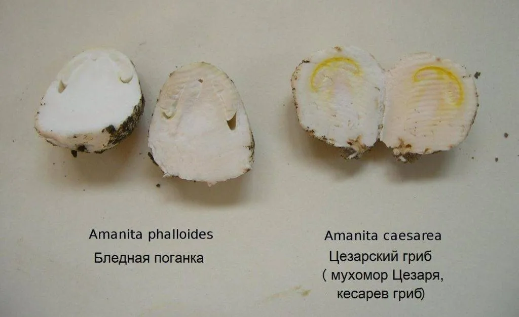 Amanita Кесария (кралски гъба, ядлива гъба) - описание, снимка