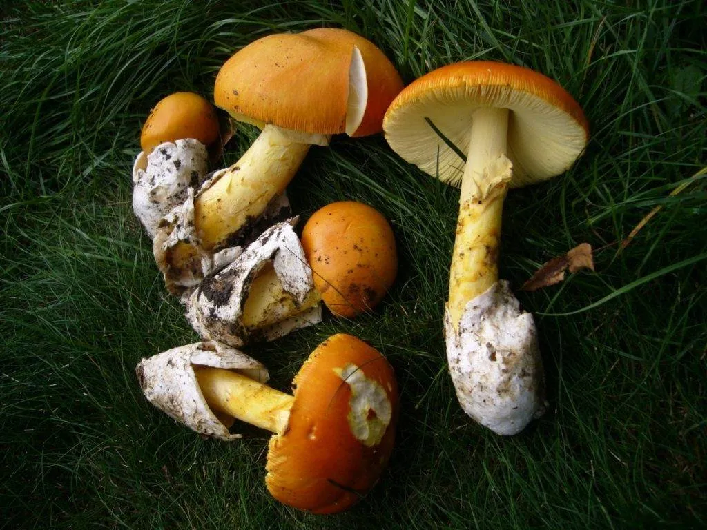 Amanita Cezareea (ciuperci regală, o ciupercă comestibilă) - descriere, fotografie