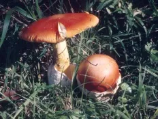 Amanita Caesarea (Cezar ciuperci) (Amanita Caesarea)