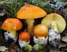 Amanita Кесария (Цезар гъба) (Amanita Кесария)