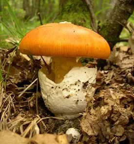 Amanita Caesarea (Cezar ciuperci) (Amanita Caesarea)