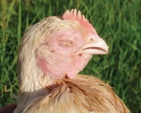 Gyakori betegség a broiler csirkék és gyógyszeres kezelés