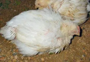 Gyakori betegség a broiler csirkék és gyógyszeres kezelés