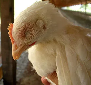 pui broiler frecvente boli si tratamentul lor de droguri