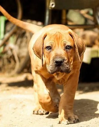 Boerboel (dél-afrikai) tenyészteni leírás, kutyák, fotó, betű, gondoskodás