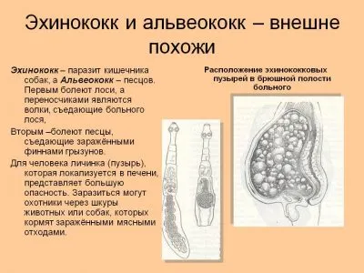 Cestodosis egy személy, mi az