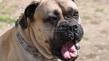 Caracteristici Bullmastiff rasa, poze si descriere