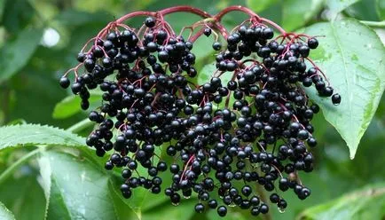 Бъз и Sambucus Racemosa лечебни свойства и противопоказания