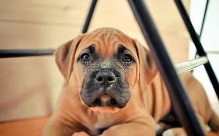 Caracteristici Bullmastiff rasa, poze si descriere