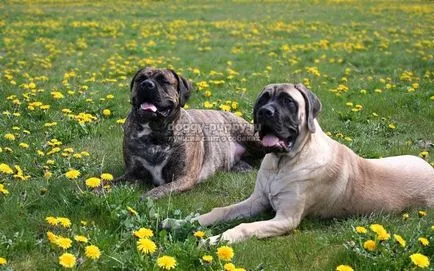 Caracteristici Bullmastiff rasa, poze si descriere