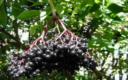 Sambucus nigra, grădină în creștere