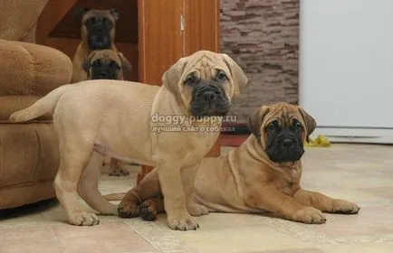 Caracteristici Bullmastiff rasa, poze si descriere