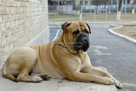 Caracteristici Bullmastiff rasa, poze si descriere