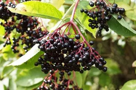 Бъз и Sambucus Racemosa лечебни свойства и противопоказания