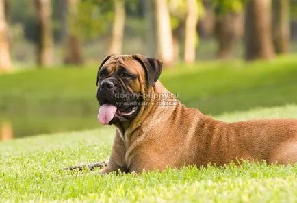 Caracteristici Bullmastiff rasa, poze si descriere