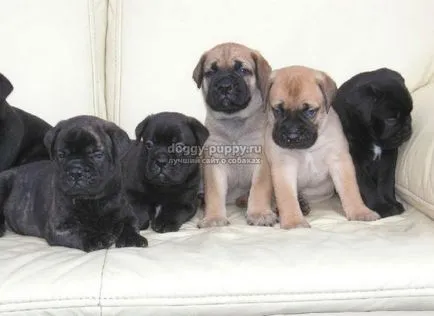 Caracteristici Bullmastiff rasa, poze si descriere