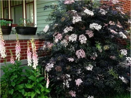 plantare Sambucus nigra și îngrijirea arbuști din țară