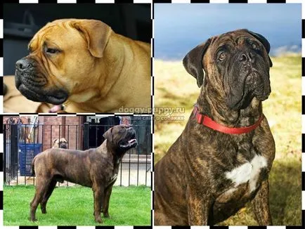 Caracteristici Bullmastiff rasa, poze si descriere