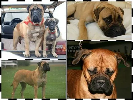 Caracteristici Bullmastiff rasa, poze si descriere