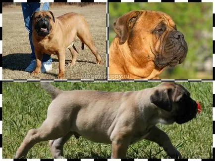 Caracteristici Bullmastiff rasa, poze si descriere