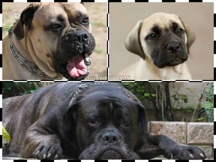 Caracteristici Bullmastiff rasa, poze si descriere