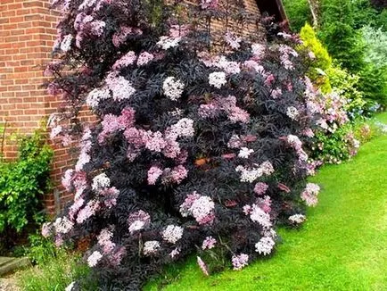 plantare Sambucus nigra și îngrijirea arbuști din țară