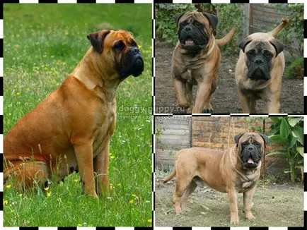 Caracteristici Bullmastiff rasa, poze si descriere