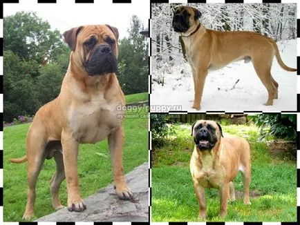 Caracteristici Bullmastiff rasa, poze si descriere