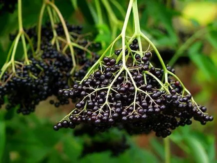 Бъз и Sambucus Racemosa лечебни свойства и противопоказания