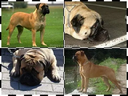 Caracteristici Bullmastiff rasa, poze si descriere