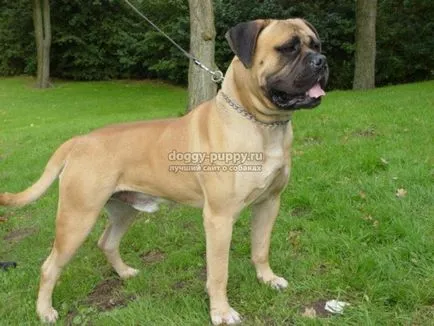 Caracteristici Bullmastiff rasa, poze si descriere