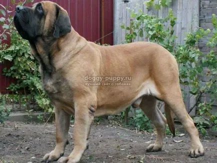 Caracteristici Bullmastiff rasa, poze si descriere