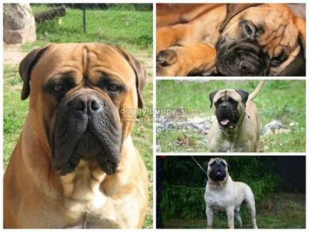 Caracteristici Bullmastiff rasa, poze si descriere