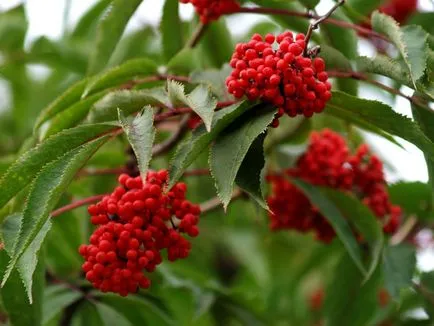 Бъз и Sambucus Racemosa лечебни свойства и противопоказания