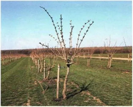 plantare Sambucus nigra și de îngrijire, agrocounsel