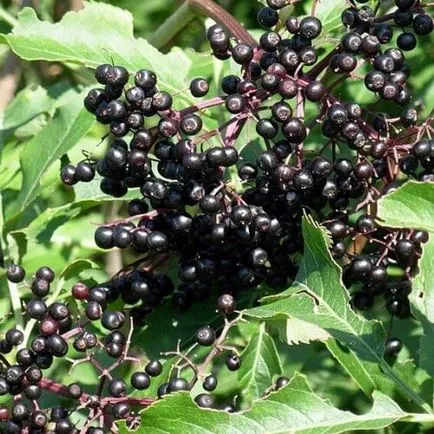 Sambucus nigra ültetés és gondozás