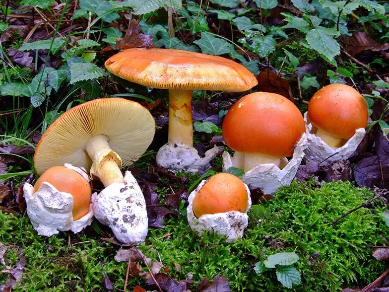 Amanita Cezareea (ciuperci regală, o ciupercă comestibilă) - descriere, fotografie