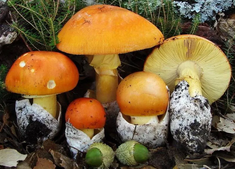 Amanita Cezareea (ciuperci regală, o ciupercă comestibilă) - descriere, fotografie