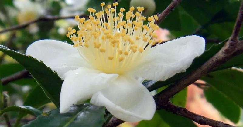 Tea bokor Camellia kínai, kivonat a zöld kozmetika, hasznos tulajdonságok Camellia