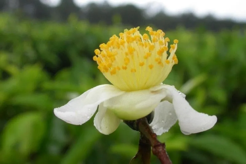 Tea bokor Camellia kínai, kivonat a zöld kozmetika, hasznos tulajdonságok Camellia