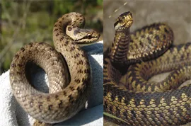 Ceea ce este diferit de caracteristici vipere Copperhead și diferențe, ceea ce este diferența