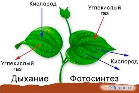 Какво е различно от дишането фотосинтезата на