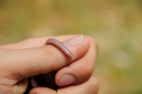 Lumbrical blindworm (latin: